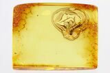 Detailed Fossil Ichneumon Wasp (Ichneumonidae) In Baltic Amber #307404-1